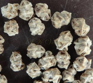  Pseudocarps in fascicles of 2